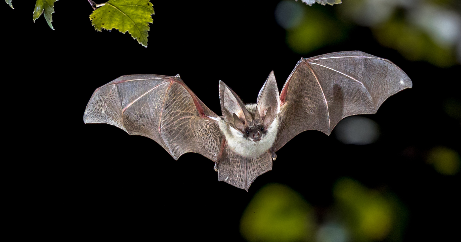 America lost its bats, the farms reached for chemicals, and researchers estimated 1,334 additional infant deaths across 245 counties
