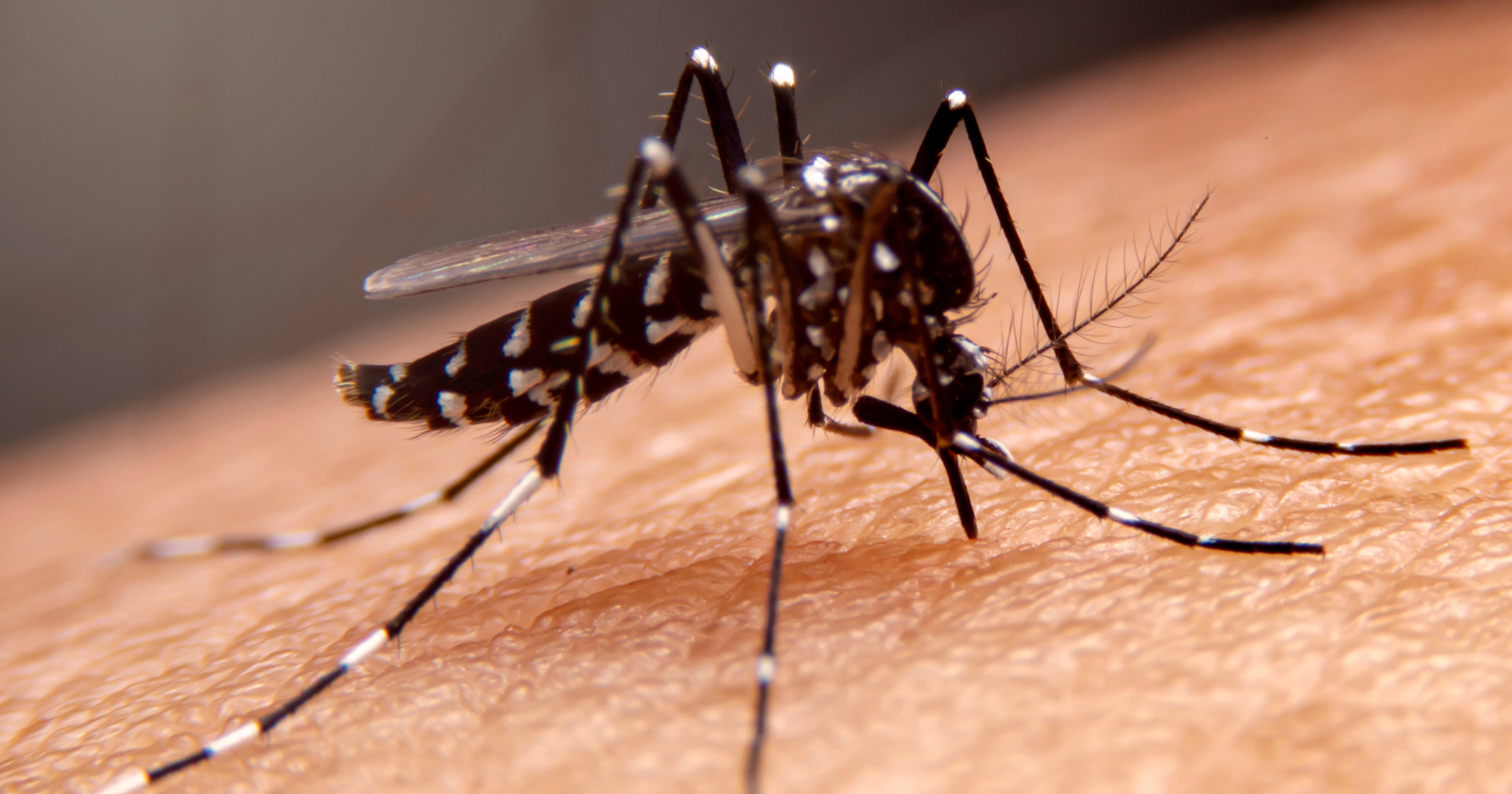 Dengue cases have fallen by about 70 percent in the parts of Singapore where the government releases mosquitoes on purpose. It breeds 5 million males a week, none of which bite, and the females they mate with lay eggs that never hatch.