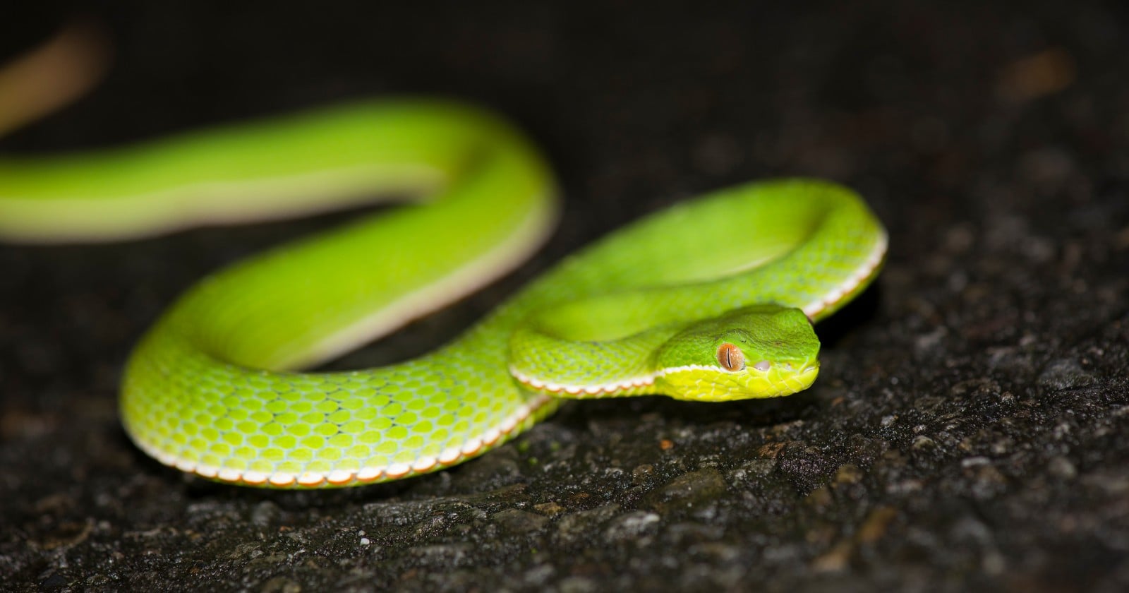 A researcher at a Chengdu university was bitten on the ring finger by a grass-green pitviper from Mount Emei at 22:15 on a September night, the swelling reached his elbow before he reached hospital, and the snake has now been named a species new to science, described partly from museum specimens collected in 1956 and from populations that had been identified as a more widespread relative on their looks alone