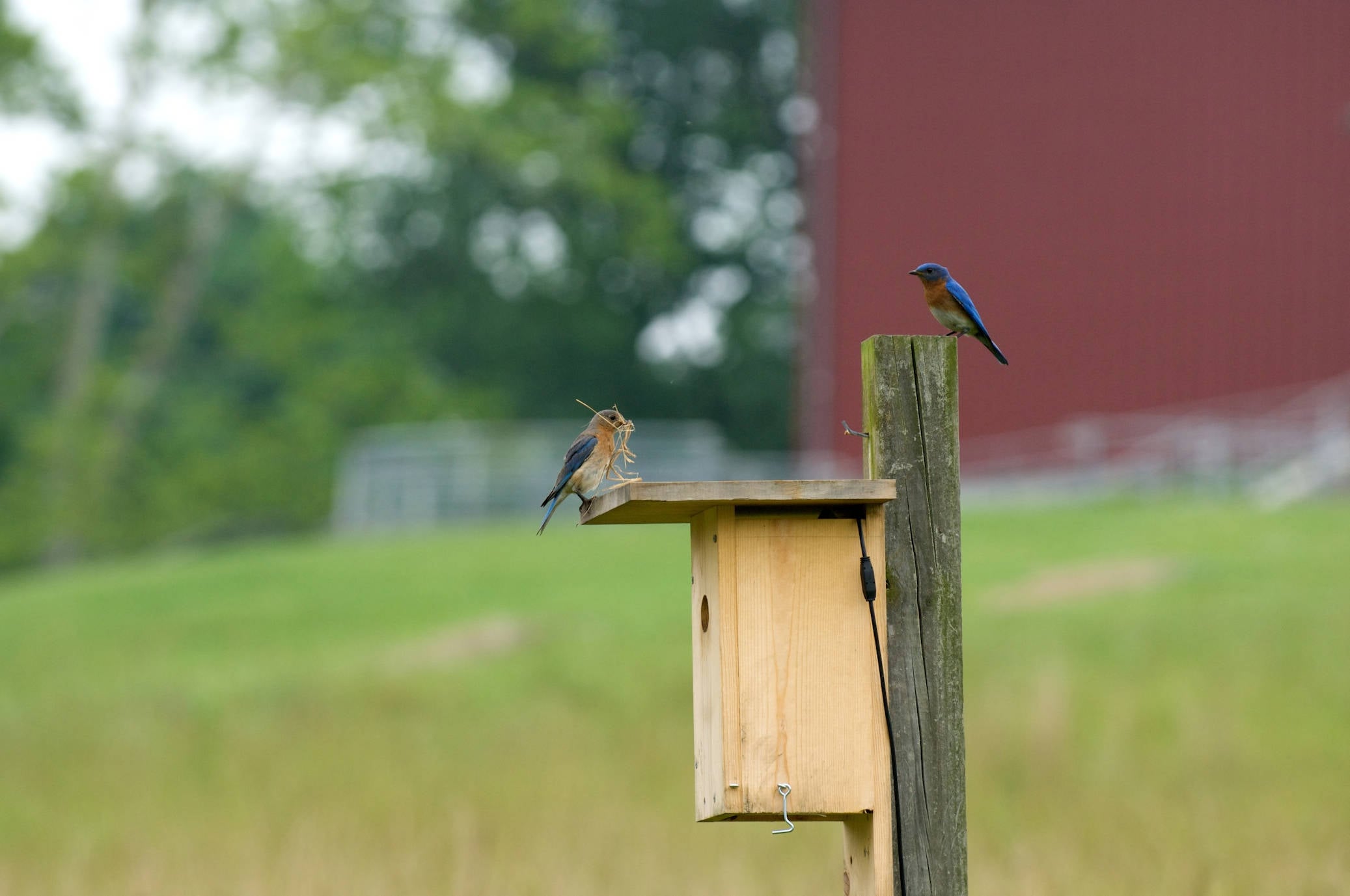 A Texas teenager named Aamir Tinwala has built and installed more than 750 nesting boxes across eight Texas counties, giving 16 or more native bird species places to raise young.