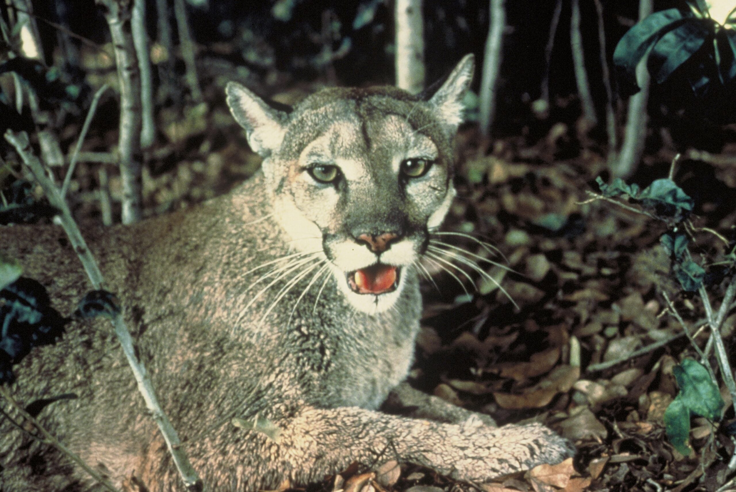 Florida rancher Keith Ludwig spent years saving to buy 660 acres along Brushy Creek in Hardee County, then locked a conservation easement so the working ranch stays open for panthers, indigo snakes and cattle