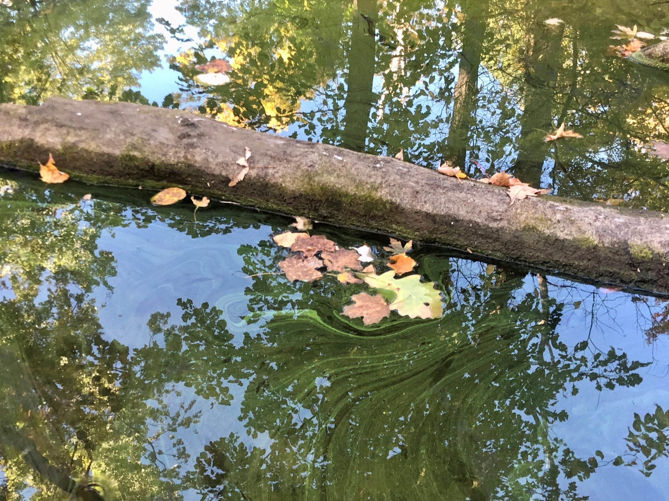 In 2024, scientists dyed Peter Lake blue with Aquashade to starve algae of light, but the water still turned green, and the team suspects repeated rain kept flushing the pigment out.