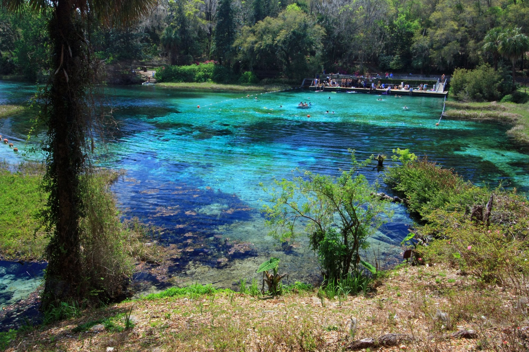 In 2015, University of Florida scientists poured 5 gallons of red Rhodamine dye into Silver River’s main spring vent to track how water moved as the clear spring run turned more algae-green