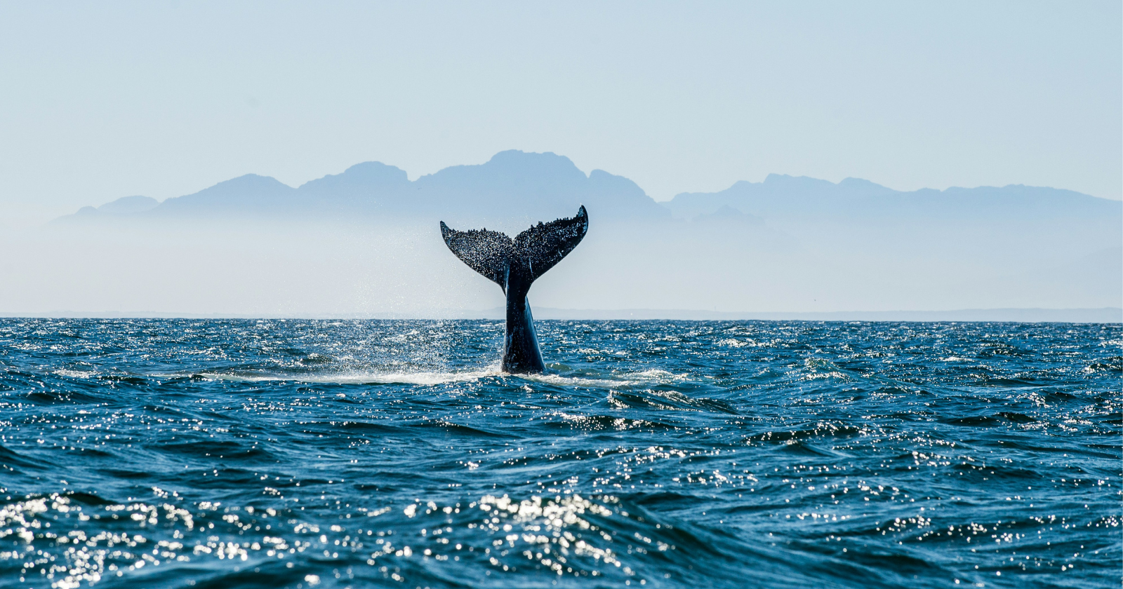 whale