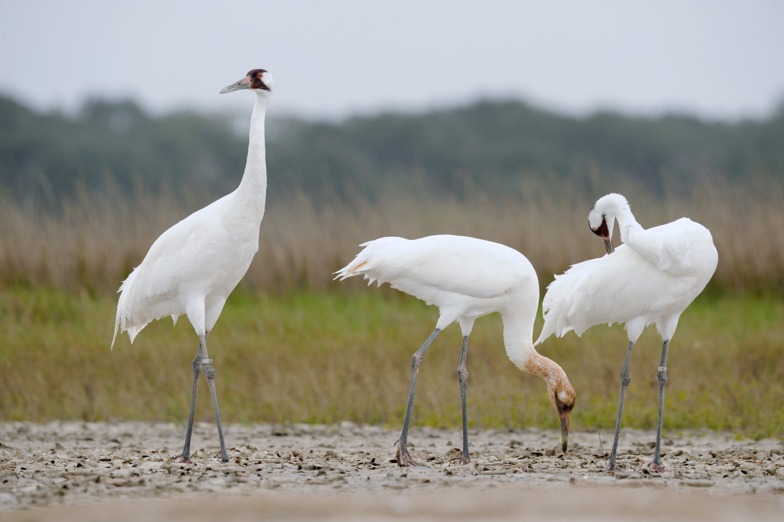 In 1941, just 14 adult whooping cranes remained on the Texas coast; the winter 2024–2025 survey around Aransas estimated 557 birds, including 41 juveniles and 193 adult pairs