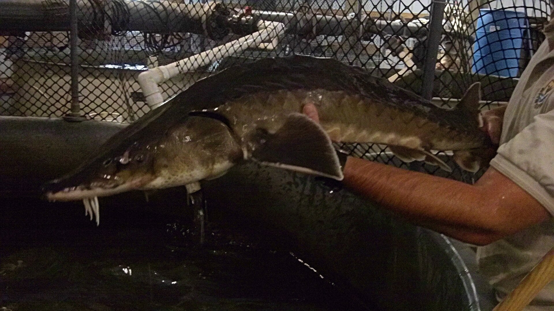 A hand holds a large Atlantic sturgeon above a hatchery tank